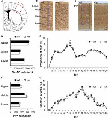 Altered White Matter and Layer VIb Neurons in Heterozygous Disc1 Mutant, a Mouse Model of Schizophrenia